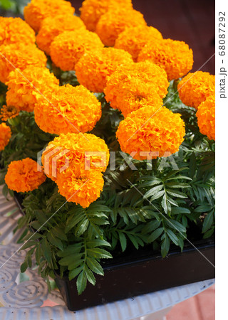 Marigolds Orange Color (Tagetes erecta, Mexican Marigolds Orange Color (Tagetes erecta, Mexican 68087292
