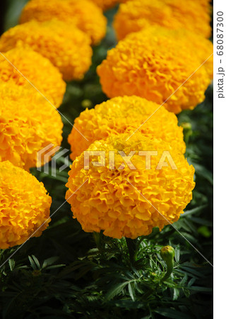 Marigolds Gold Color (Tagetes erecta, Mexican 68087300