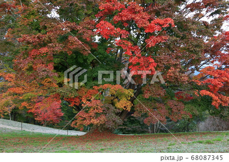 大峰高原七色大カエデの紅葉鮮やか 68087345