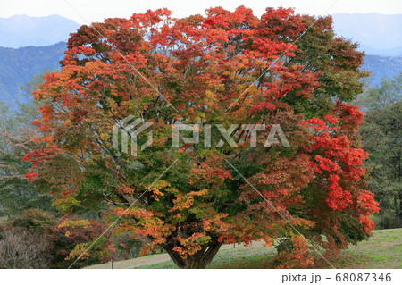 大峰高原七色大カエデ紅葉真っ盛り 68087346