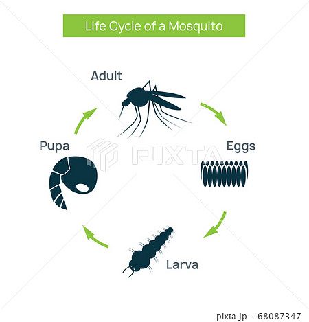 How to Draw Life Cycle of Mosquito Diagram | Mosquito Life Cycle Drawing | Life  Cycle of Mosquito - YouTube