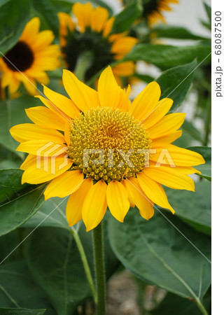 Helianthus annuus, small and potted sunflowers.  68087500