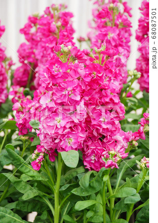 Matthiola incana flower, stock flowers, cut 68087501