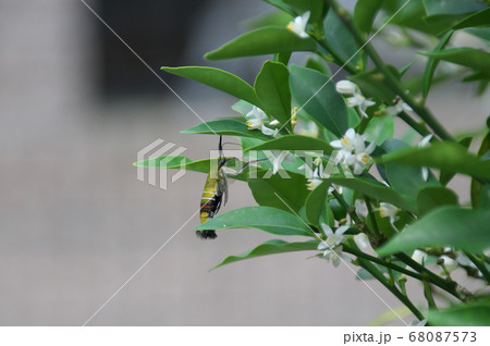 オオスカシバ オオスカシバ 68087573