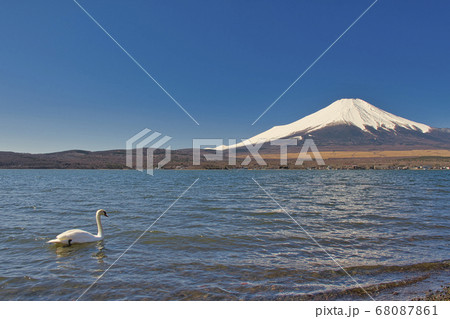 【山中湖】長池親水公園から望む富士山と白鳥 68087861