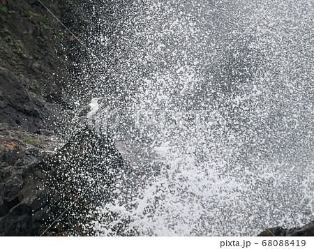 岩場で波しぶきを浴びるオオセグロカモメ07 岩場で波しぶきを浴びるオオセグロカモメ07 68088419