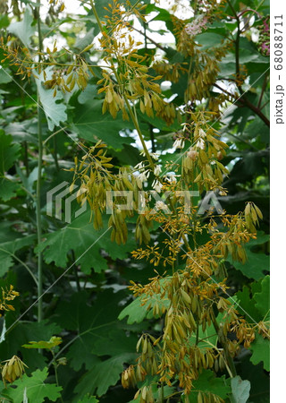 風景自然植物写真 タケニグサの珍しい種の様子 アメリカのガーデナーの人気タケニグサの種 風景自然植物写真 タケニグサの珍しい種の様子 アメリカのガーデナーの人気タケニグサの種 68088711