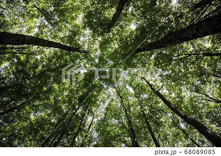 Ancient beech forest Ancient beech forest 68089085