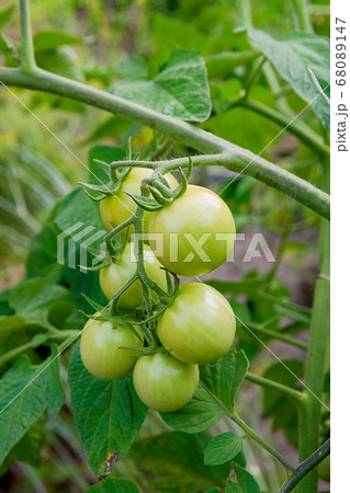 Branch of green unripe cherry tomatoes outdoors. 68089147
