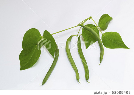 インゲン_夏野菜 68089405