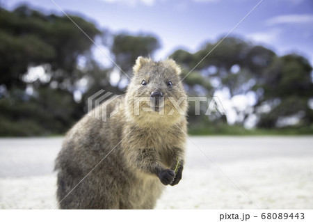 ロットネスト島にいる世界一幸せな動物のクォッカが笑顔で出迎えてくれる様子 68089443