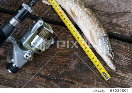 Freshwater pike fish and tape-measure on wooden 68089802