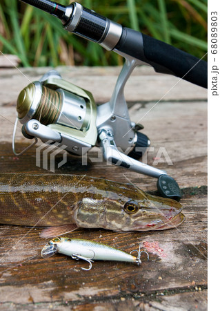 Freshwater pike and fishing equipment lies on 68089803