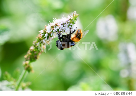 オオハナアブ オオハナアブ 68089844
