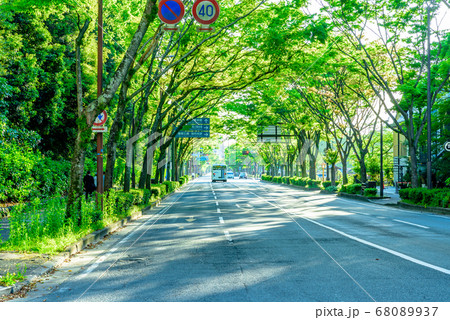 福岡市中央区大濠公園、護国神社横 国体道路沿い 新緑カラー 福岡市中央区大濠公園、護国神社横 国体道路沿い 新緑カラー 68089937