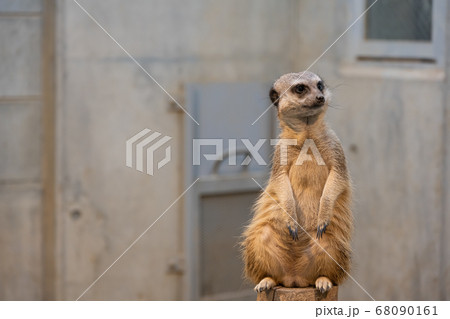 ミーアキャット 68090161