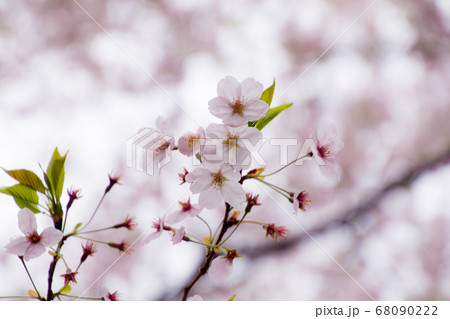 桜 68090222