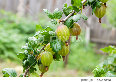 Branch of gooseberry with green berries and leaves Branch of gooseberry with green berries and leaves 68090481