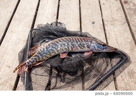 Trophy fishing. Big freshwater pike lies on black Trophy fishing. Big freshwater pike lies on black 68090800