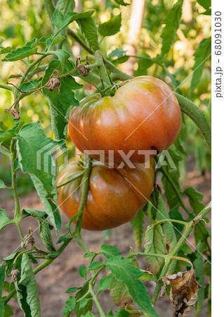 Ripe tomatoes growing on the branches - cultivated Ripe tomatoes growing on the branches - cultivated 68091030