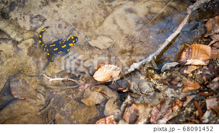 Fire salamander sitting in water in spring nature. Fire salamander sitting in water in spring nature. 68091452