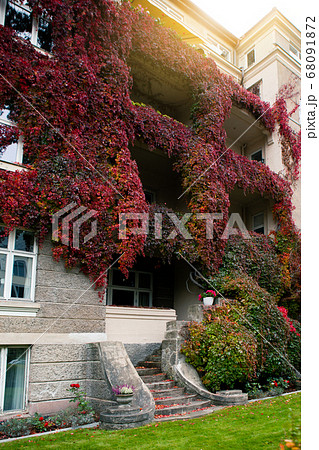 Wall of the house is covered with ivy 68091872