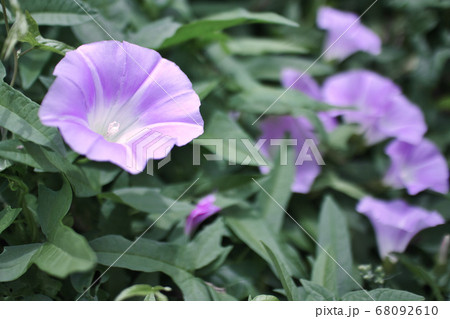 ヒルガオの花 68092610
