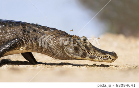 Yacare caiman lying on a sandy river bank 68094641