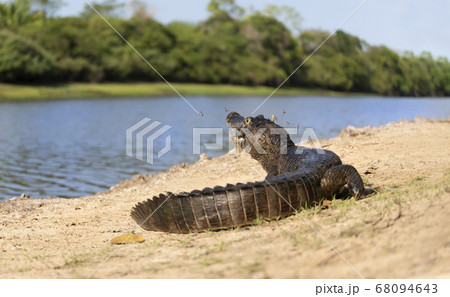 Yacare caiman walking on a sandy river bank 68094643