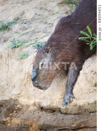 Capybara walking down a sandy river bank 68094651