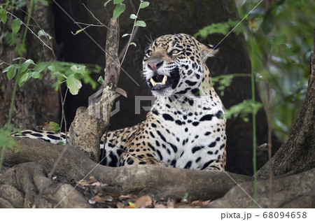 Close up of a Jaguar lying on a river bank among trees 68094658