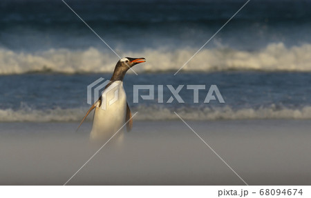 Gentoo penguin on a sandy beach Gentoo penguin on a sandy beach 68094674