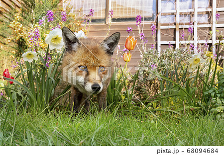 Red fox standing on green grass among spring flowers Red fox standing on green grass among spring flowers 68094684