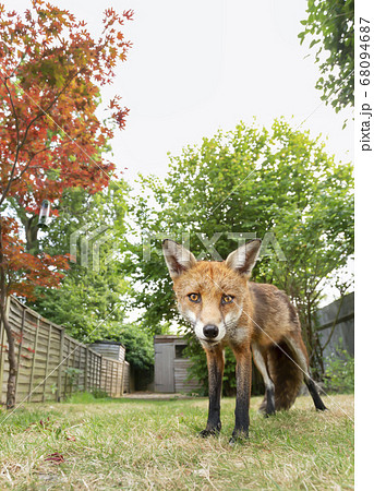 Red fox standing on grass in a garden Red fox standing on grass in a garden 68094687