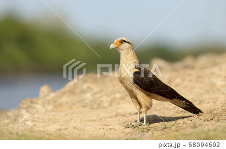 Yellow-headed caracara standing on a sandy river bank 68094692
