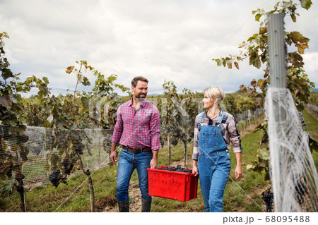 Man and woman collecting grapes in vineyard in autumn, harvest concept. Man and woman collecting grapes in vineyard in autumn, harvest concept. 68095488