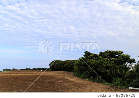 湘南三浦半島の休耕中の畑(夏) 湘南三浦半島の休耕中の畑(夏) 68096729