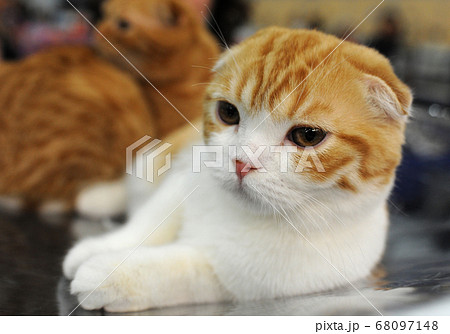 cat at cat show in Moscow. cat at cat show in Moscow. 68097148