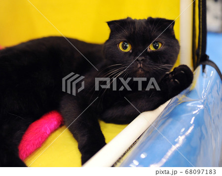 cat at cat show in Moscow. 68097183