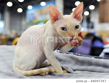 cat at cat show in Moscow. cat at cat show in Moscow. 68097267