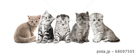 group of gray kitten 68097505