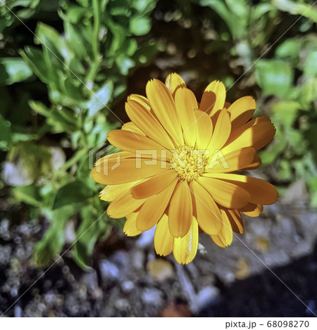 Calendula arvensis known as field marigold - flowering plant in the daisy family 68098270