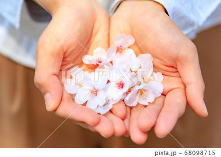 桜の花びらを贈る女性の手の写真素材