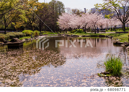 散り始めの頃の桜・大阪桜ノ宮 68098771