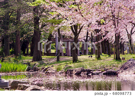 散り始めの桜と水面に浮かぶ花びら・大阪桜ノ宮 散り始めの桜と水面に浮かぶ花びら・大阪桜ノ宮 68098773
