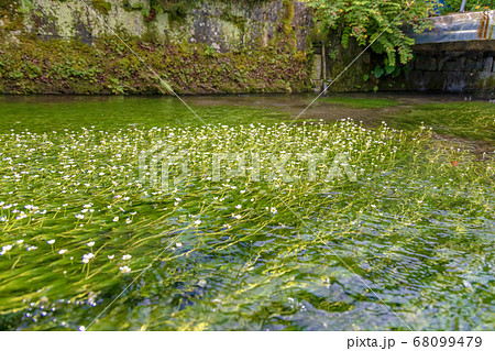 梅花藻 8月 滋賀県 醒ヶ井 の写真素材