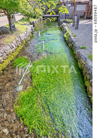 梅花藻 8月 滋賀県 醒ヶ井 の写真素材