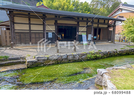 梅花藻 (8月 滋賀県 醒ヶ井) 梅花藻 (8月 滋賀県 醒ヶ井) 68099488