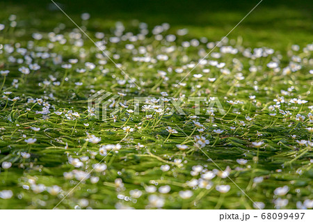 梅花藻 8月 滋賀県 醒ヶ井 の写真素材
