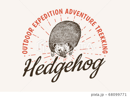 Hedgehog badge. Spiny forest wild animal label or logo. Vector Engraved hand drawn Vintage old 68099771